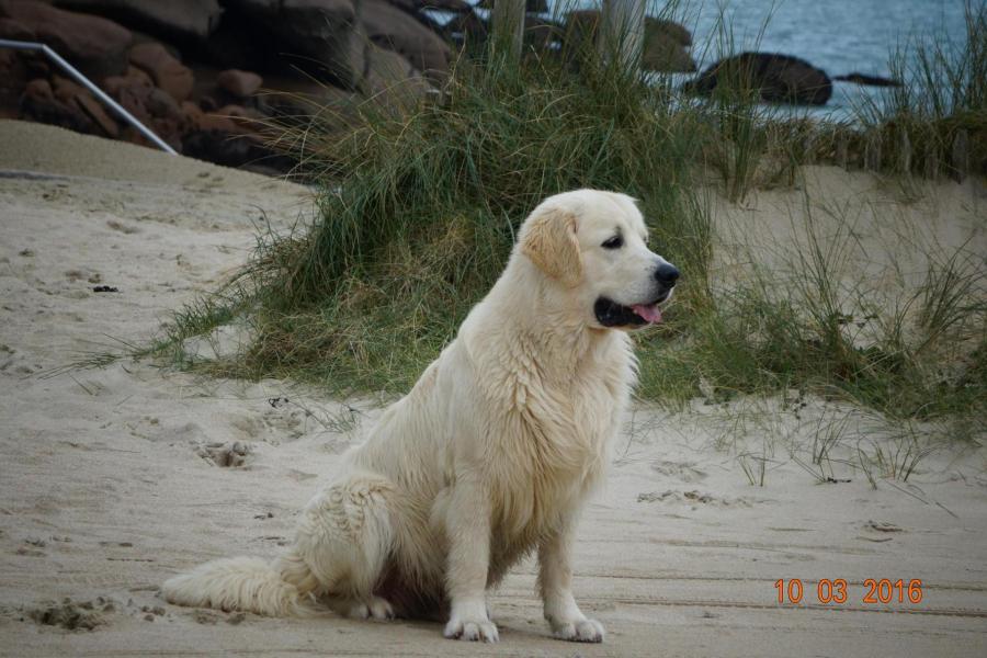 à la plage de Trégastel.