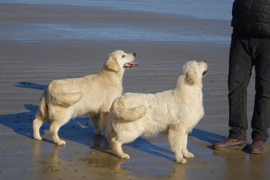 Madeleine d'Armor et Myrtille