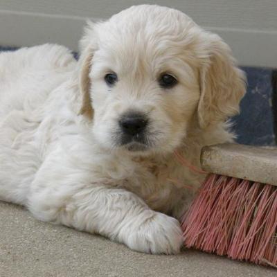 Album des chiots