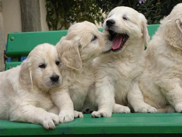 chiots2