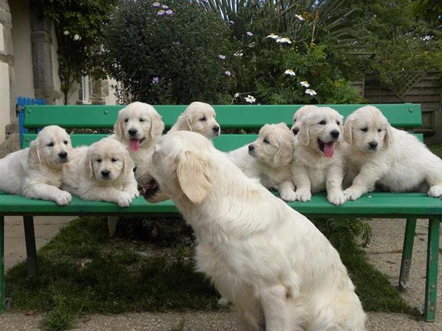 chiots3