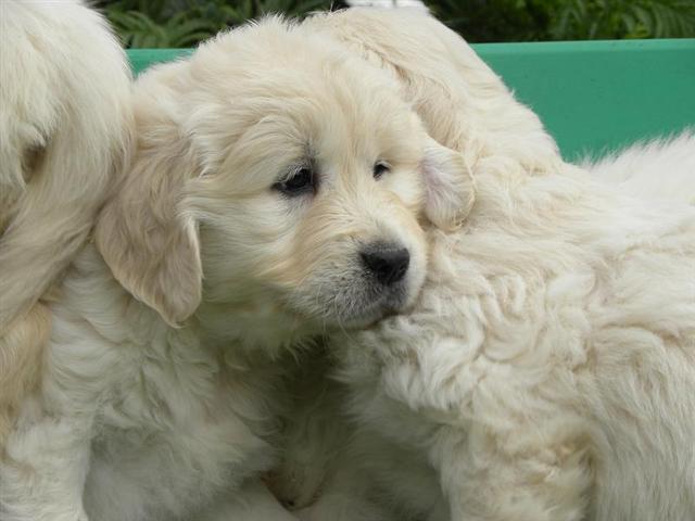 chiots4