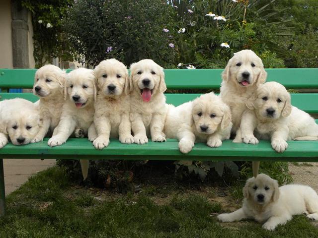 chiots6