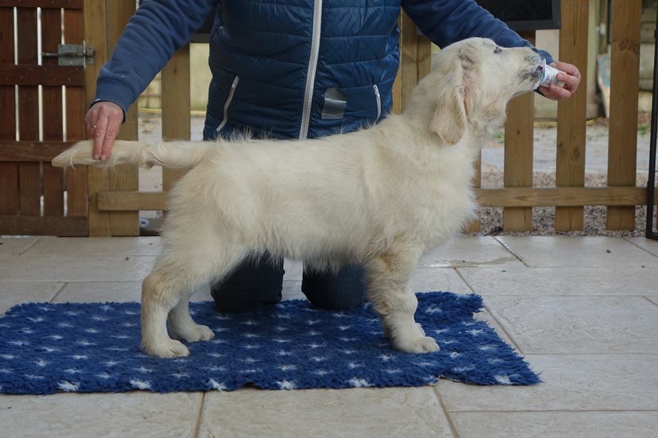 coco
