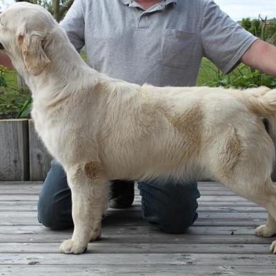 HERMINE
