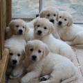Les bébés peu avant leur départ