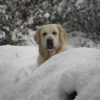 NEIGE 12
