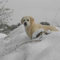 NEIGE 13