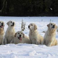 NEIGE 4