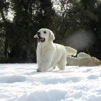 NEIGE 7