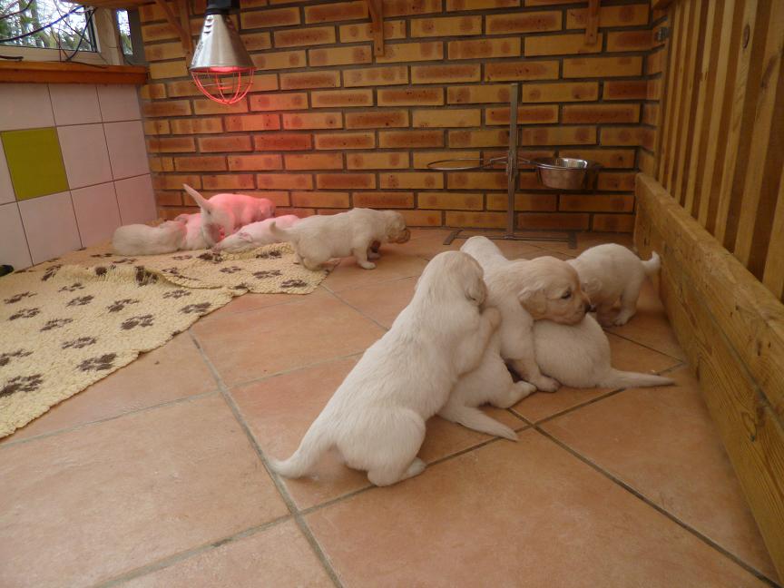 3 semaines