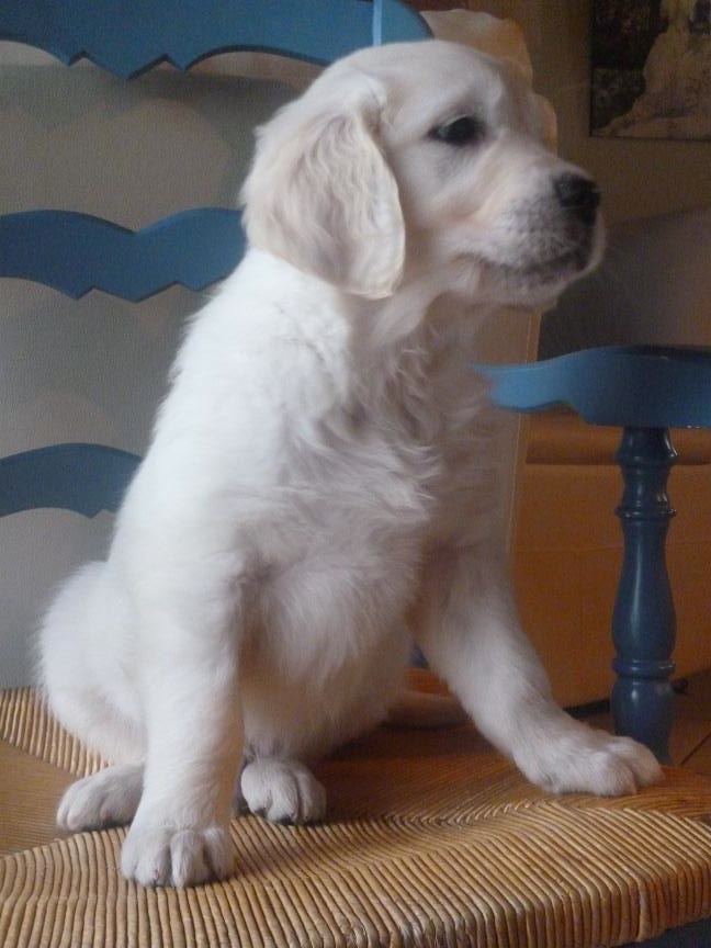 Les bébés ont 8 semaines!!
