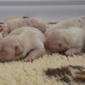 Vive la sieste
