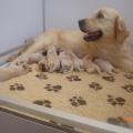Les bébés à 10 jours, que de couleurs!!