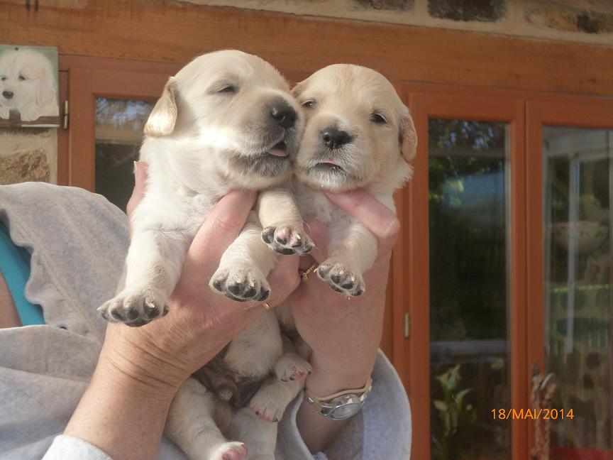 Bébés d'Hermine Shadow