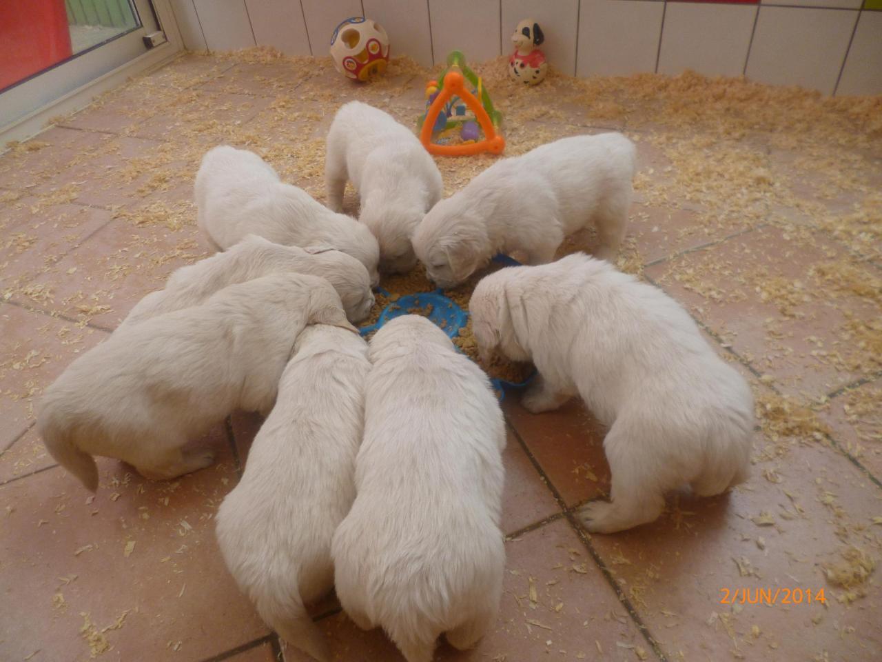Bébés d'Edith 4 semaines