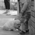 tino et les chiots